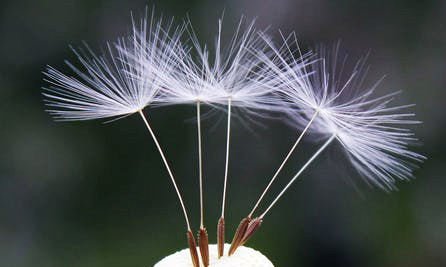 Fleur symbole de légèreté